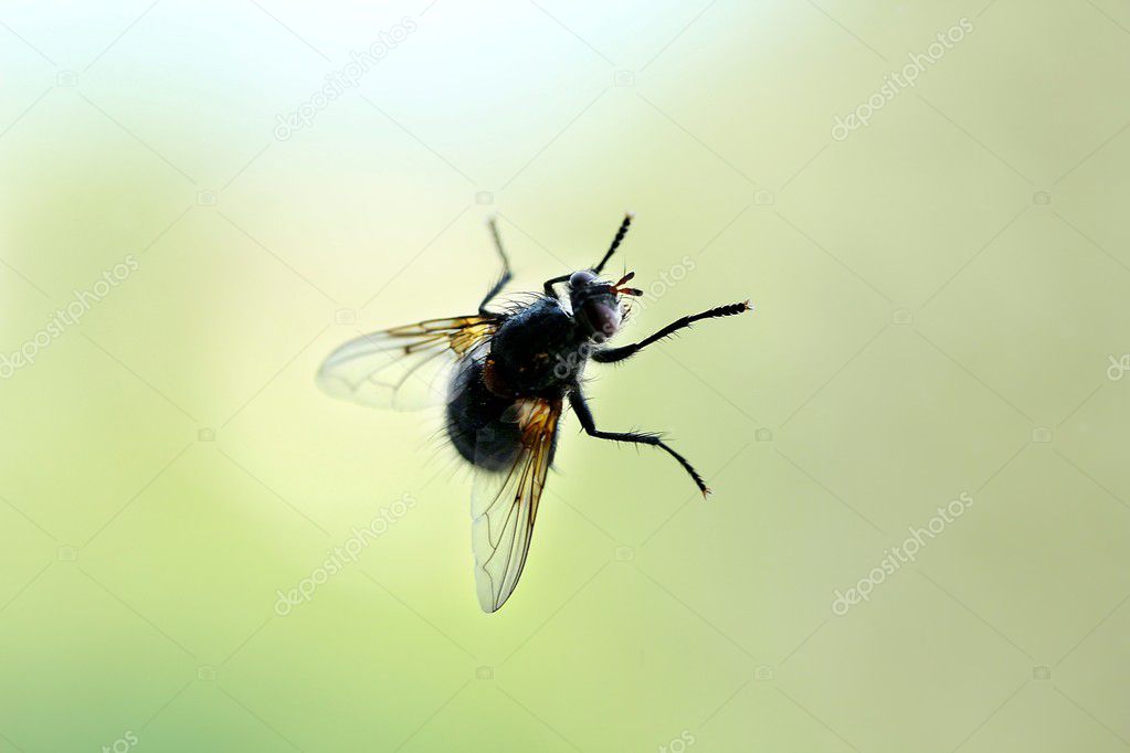 Kleine Stubenfliege am Fenster. Little housefly