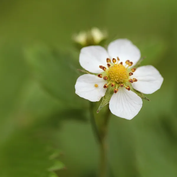 blehende walderdbeere. çiçek açan woodland çilek