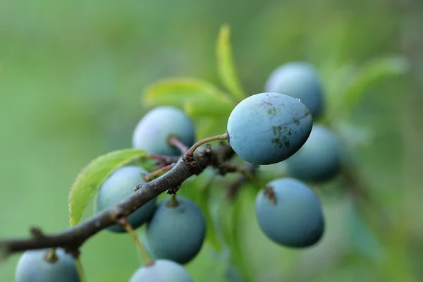 schlehen. karaçalı