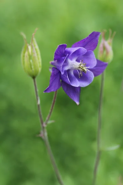 gemeine akelei. ortak columbine