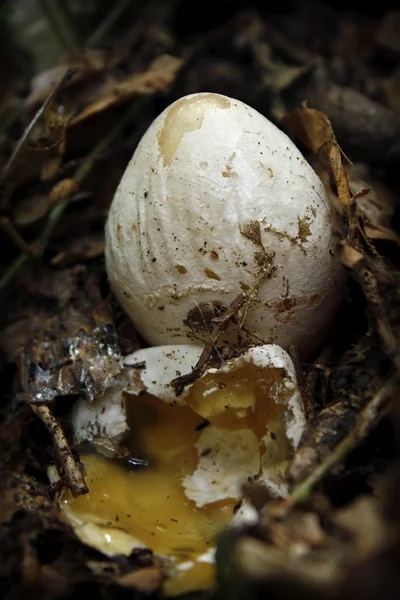 stinkmorchel hexenei