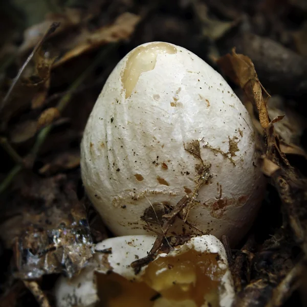 stinkmorchel hexenei