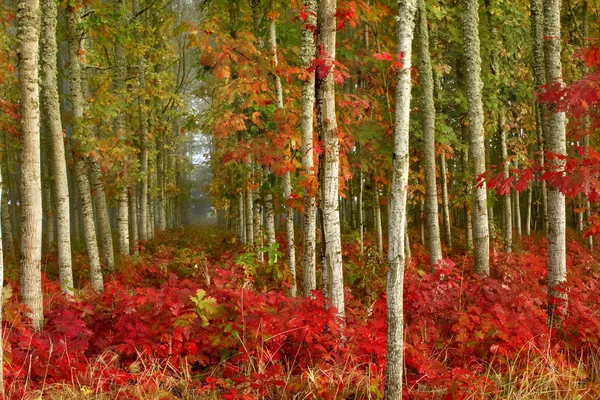 Doğa'nın orman yangını