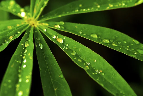 su damlaları holding yeşil yeşillik