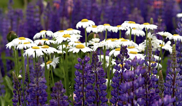 Beyaz papatyalar arasında mor çiçekler