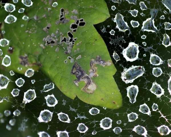 bir böcek tarafından yemiş yaprak