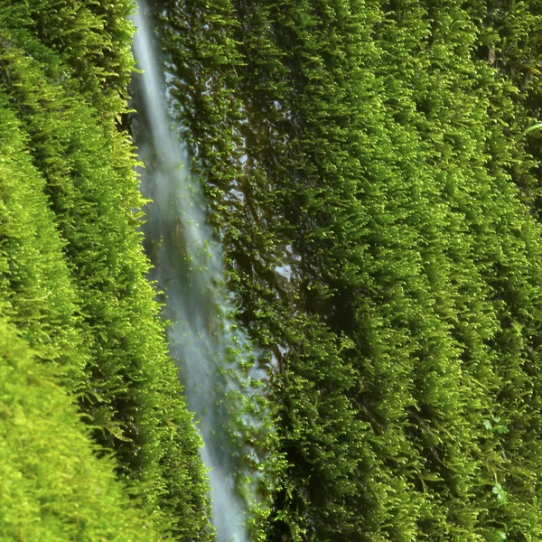 şelale yeşillikler içinde