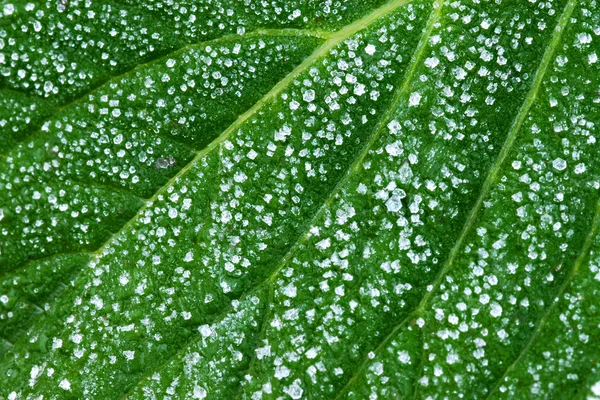 buz üzerinde yeşil bir yaprak