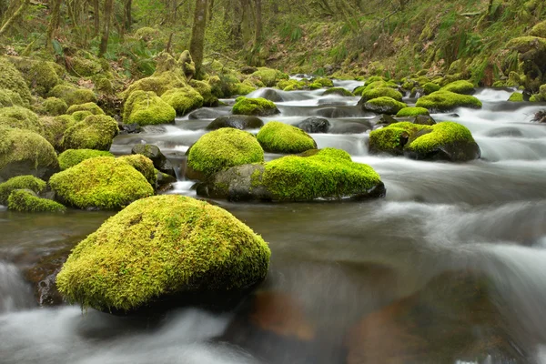 Creek yosunlu kayalar - Stok İmaj