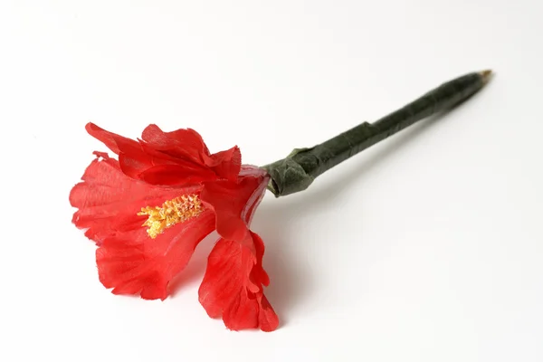 Kırmızı çiçek kalem