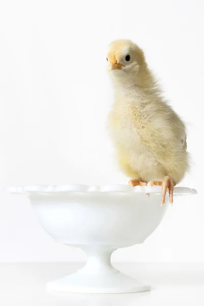 Galinha de bebê amarelo Roosting em uma tigela branca — Fotografia de Stock