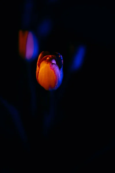 Tulipanes Rosados Sobre Fondo Negro — Foto de Stock