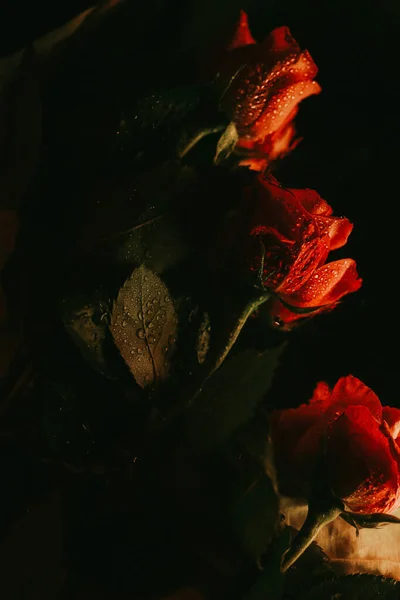露が落ちると赤いバラ — ストック写真