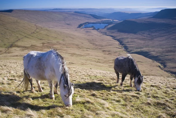 Wilde paarden en schilderachtige berg. — Stockfoto