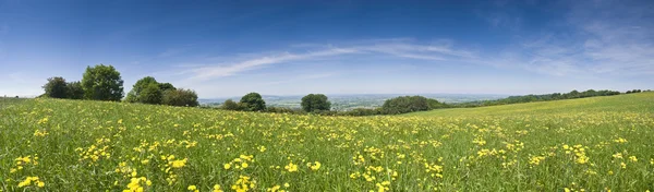 Buttercup field, landsbygdens landscap — Stockfoto