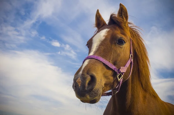 Healthy horse portrait — Stock Photo, Image