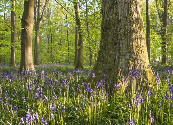Sihirli orman ve vahşi bluebell çiçekler — Stok fotoğraf