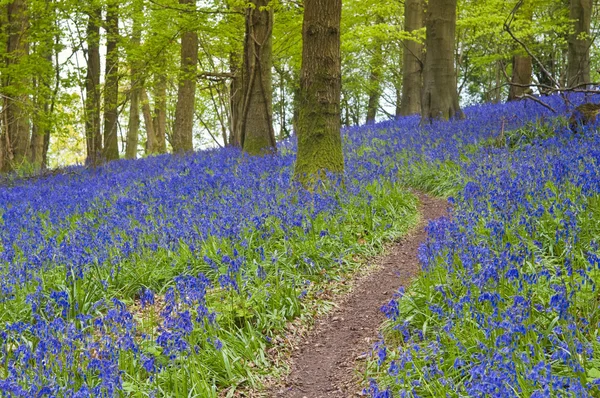 Kouzelný les a divoké bluebell květiny — Stock fotografie