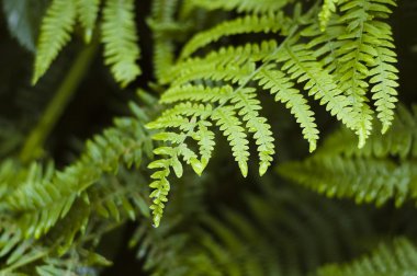 Morning dew and fern