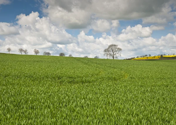 Sielankowy krajobraz wiejski, cotswolds uk — Zdjęcie stockowe