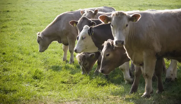 Υγιή βοοειδή ζωικού κεφαλαίου, Ειδυλλιακές αγροτικές, Ηνωμένο Βασίλειο — Φωτογραφία Αρχείου