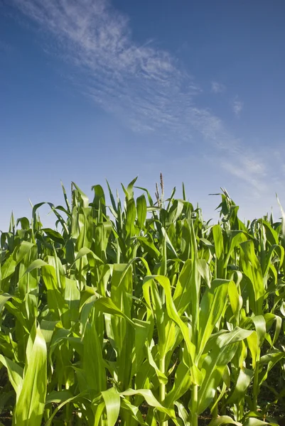 Cultivos de maíz verde fresco —  Fotos de Stock