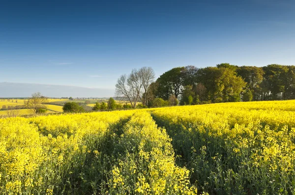 Estupro de oleaginosas, Canola, Biodiesel Crop — Fotografia de Stock