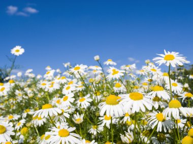 Çılgın daisy