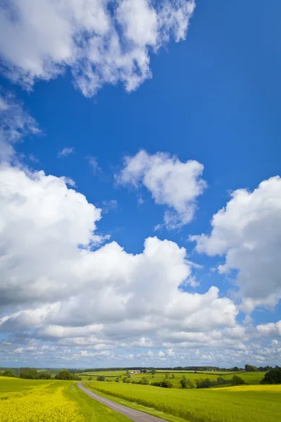 yağlı tohum tecavüz, kanola, biyodizel kırpma