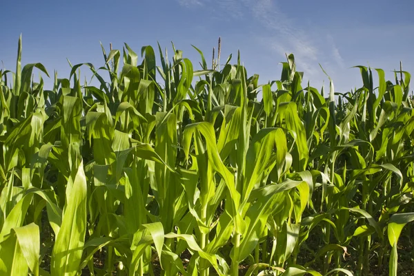Fresh green corn crops