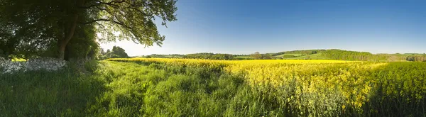 yağlı tohum tecavüz, kanola, biyodizel kırpma