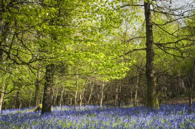 sihirli orman ve vahşi bluebell çiçekler