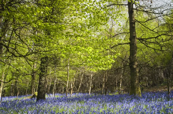 Zauberwald und wilde Blauglockenblumen — Stockfoto