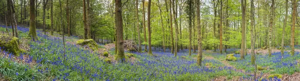 Magische bos en wild bluebell bloemen — Stockfoto