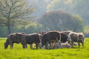 sağlıklı sığır Hayvancılık, pastoral kırsal, İngiltere