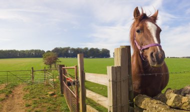 Healthy horse portrait clipart