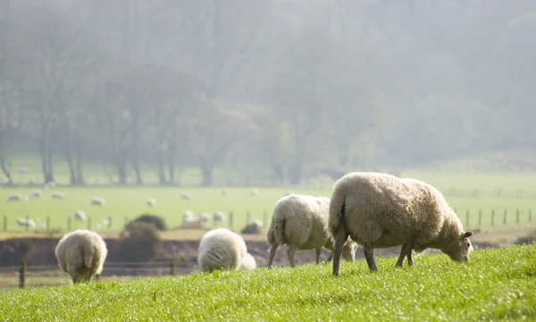 sağlıklı koyun ve Hayvancılık, pastoral kırsal, İngiltere