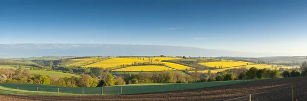 Colza oleaginosa, Canola, Cultivo de Biodiésel —  Fotos de Stock