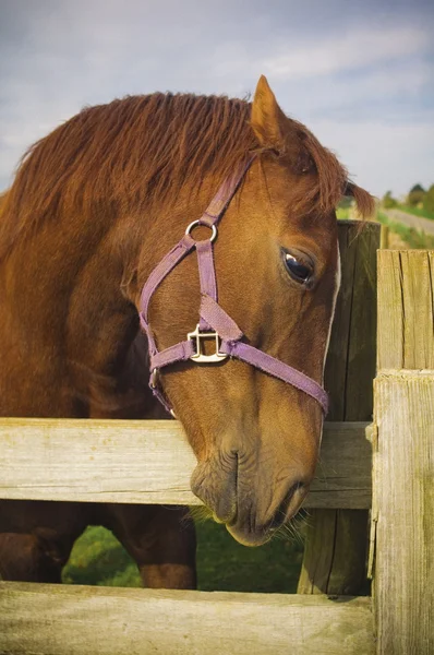 Frisk häst porträtt — Stockfoto