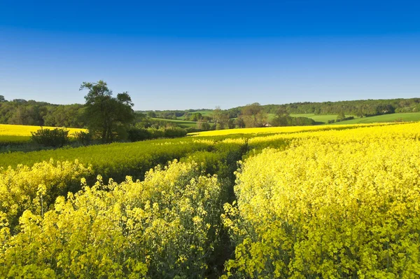 Koolzaad, koolzaad, biodiesel gewas — Stockfoto