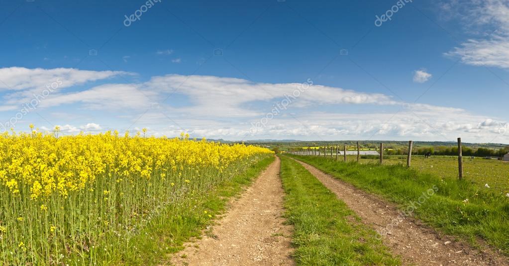 Oilseed Rape, Canola, Biodiesel Crop — Stock Photo © travelwitness