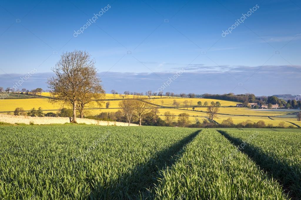 Idyllic rural landscape, Cotswolds UK — Stock Photo © travelwitness 26068067