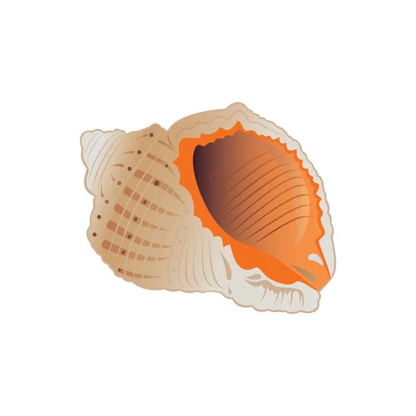 Seashell. — Stock Vector