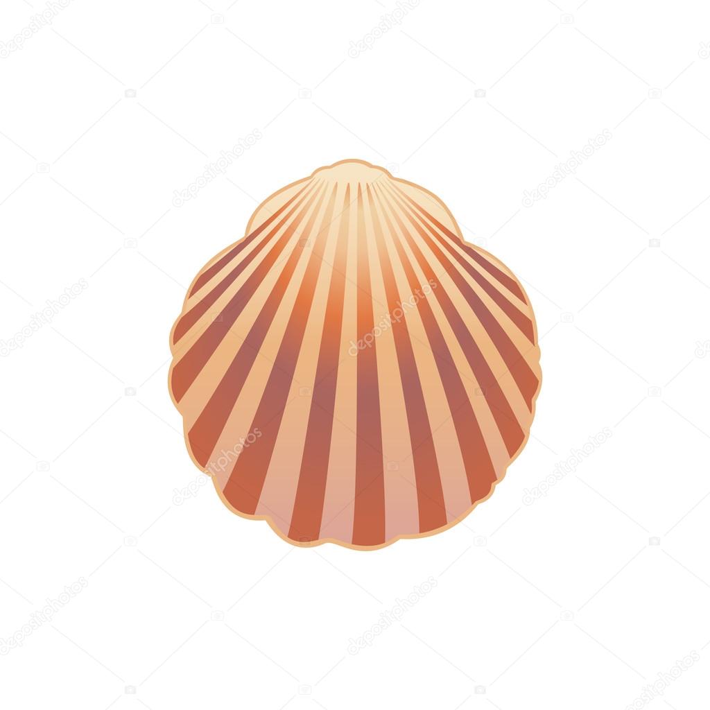 Seashell.