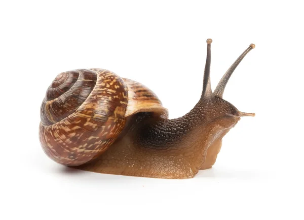 Garden snail on white background — Stock Photo, Image