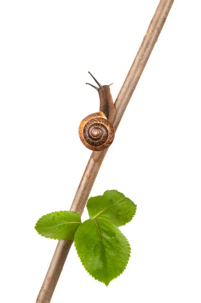 Garden snail on a branch, isolated on white — Stock Photo, Image