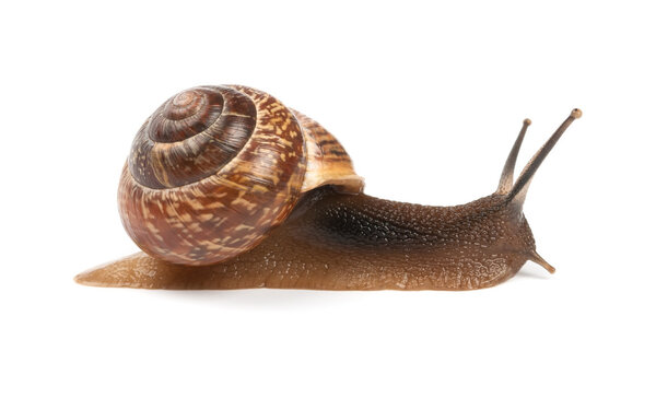 Garden snail on white background