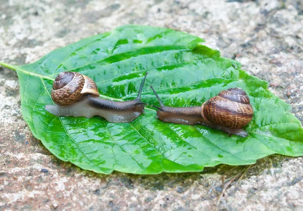 Dois caracóis do jardim — Fotografia de Stock