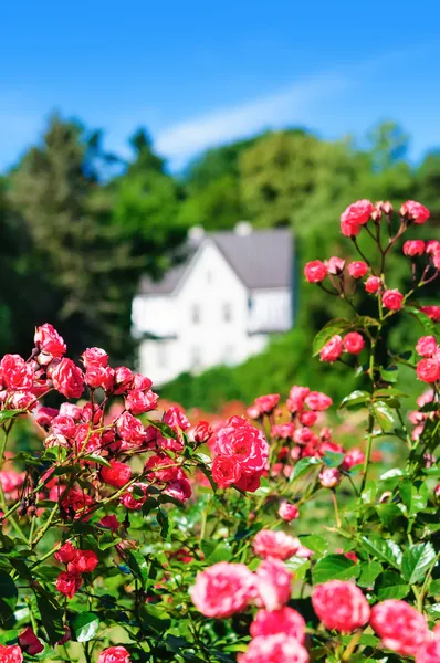 evin arka plan üzerinde pembe Gül bush