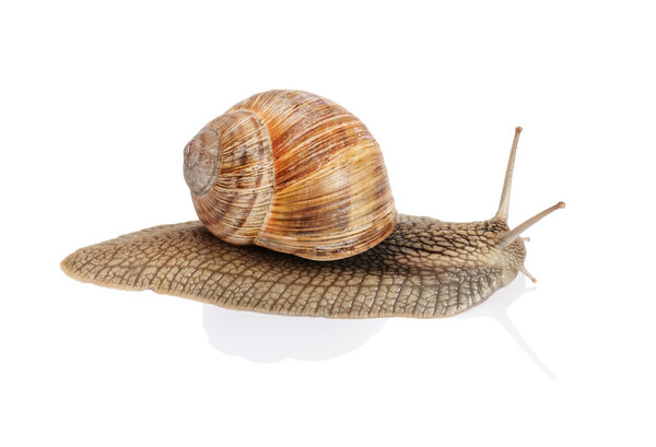 Garden snail on white background